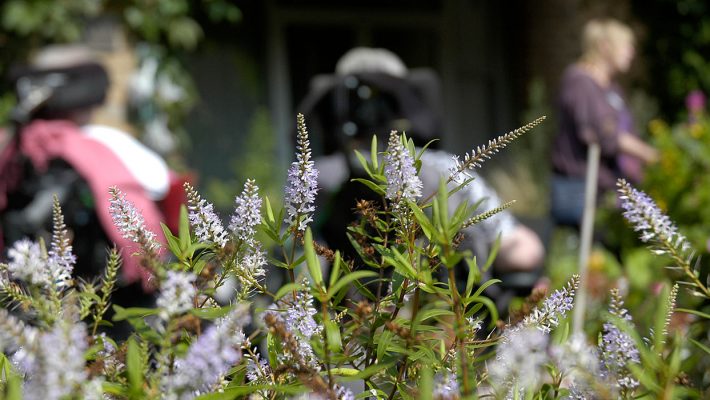 a herb garden with soft focused people in wheelchairs from behind, 