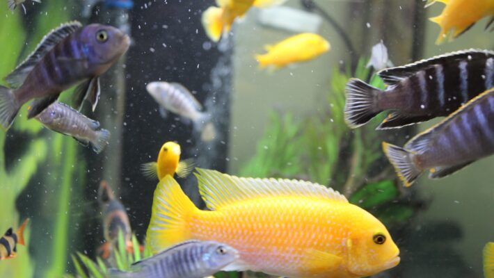 A yellow fish and a blue and black stripped fish swimming in a water tank